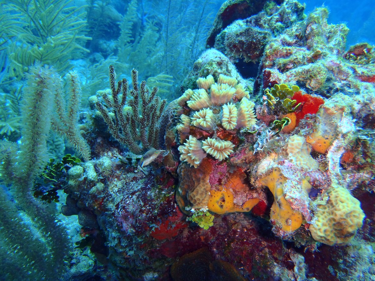 Plongées au Roatan